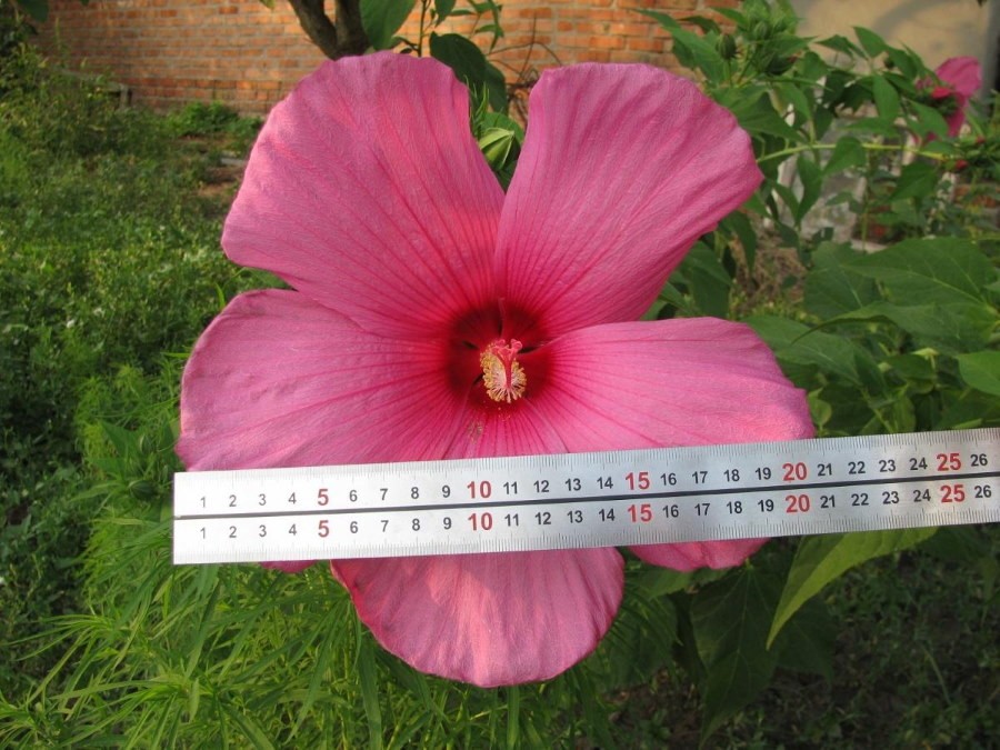 Размеры розового цветка садового гибискуса