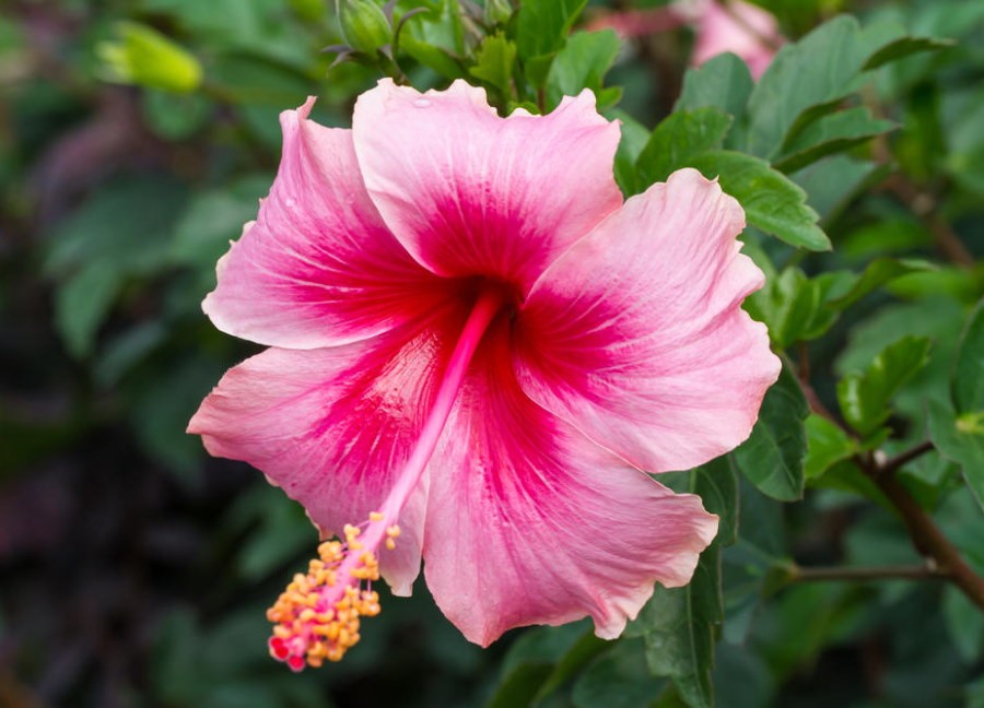 Крупный цветок гибискуса в разных оттенках розового