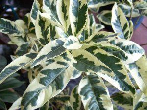 Гардения жасминовидная Variegata