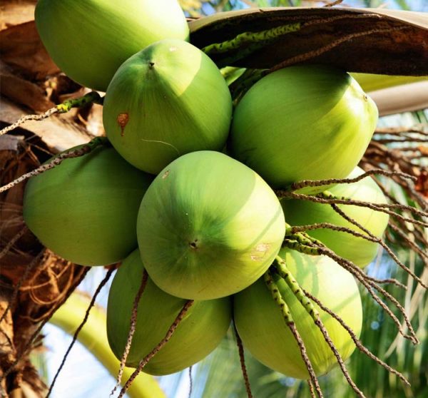 Зелёные кокосы