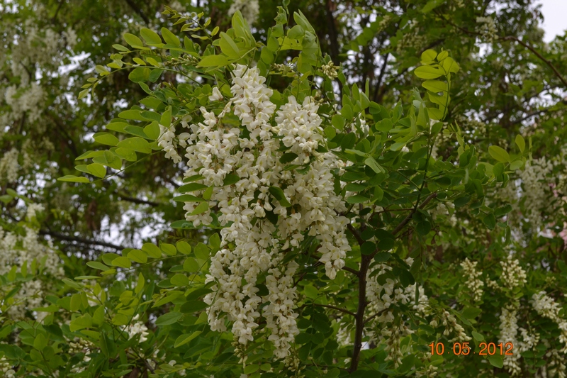 Белая акация лечебные свойства