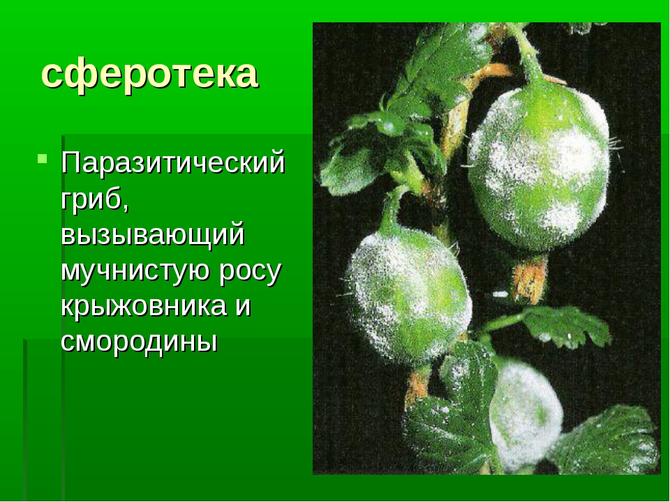 Народные средства от мучнистой росы на крыжовнике. Сферотека крыжовника. Мучнистая роса крыжовника рисунок. Сферотека Крыжовниковая. Как избавиться от мучнистой росы на крыжовнике.