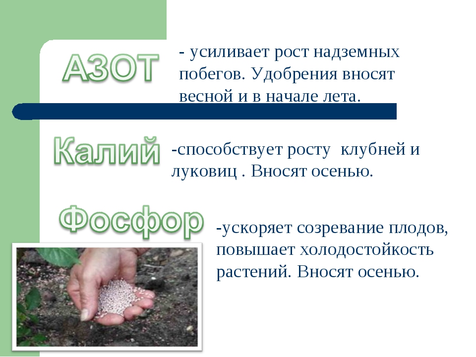 Нужно вносить. Внесенные в почву азотные удобрения. Азартные удобрения необходимы растегию для. Минеральные удобрения вносят в почву для:. Азотистые удобрения вносимые в почву.