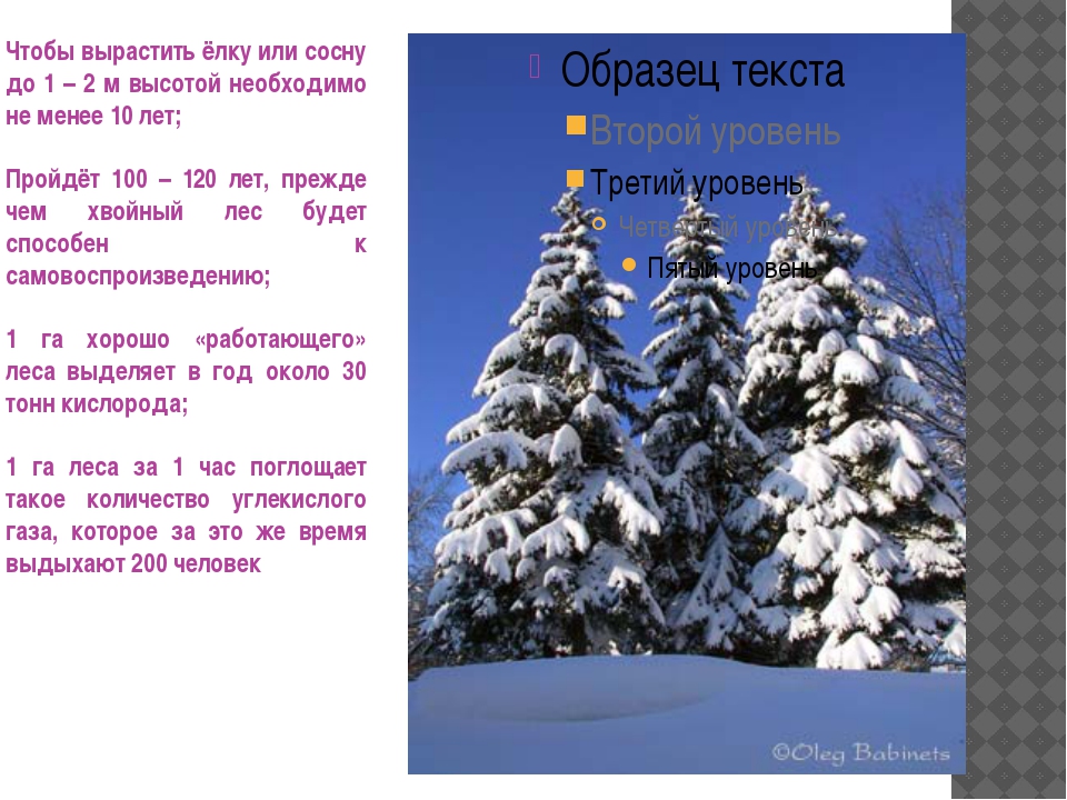 Сколько метров нужно на елку. Сколько растет ель.