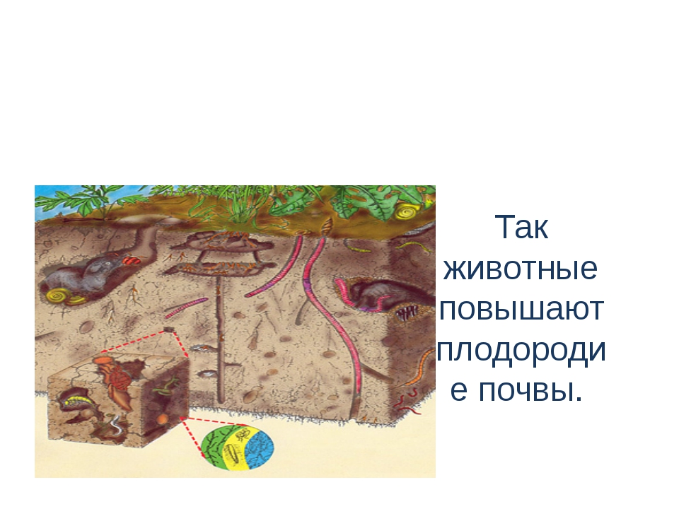 Почвенные животные названия. Обитатели почвы. Почвенные животные. Животные обитающие в почве делают в ней ходы. Животные почвы 3 класс.