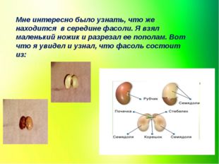 Мне интересно было узнать, что же находится в середине фасоли. Я взял маленьк