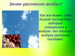 Зачем растению воздух? Как все живое, семя дышит кислородом, который содержит