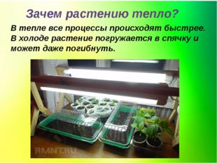 Зачем растению тепло? В тепле все процессы происходят быстрее. В холоде расте