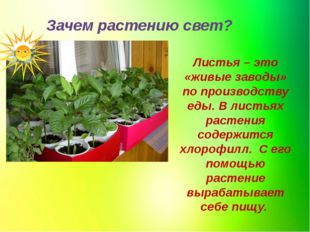 Зачем растению свет? Листья – это «живые заводы» по производству еды. В листь