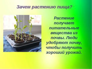 Зачем растению пища? Растение получает питательные вещества из почвы. Люди уд