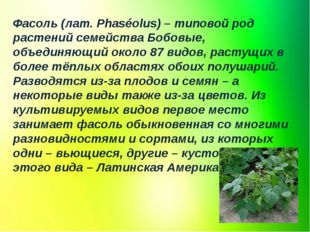 Фасоль (лат. Phaséolus) – типовой род растений семейства Бобовые, объединяющи