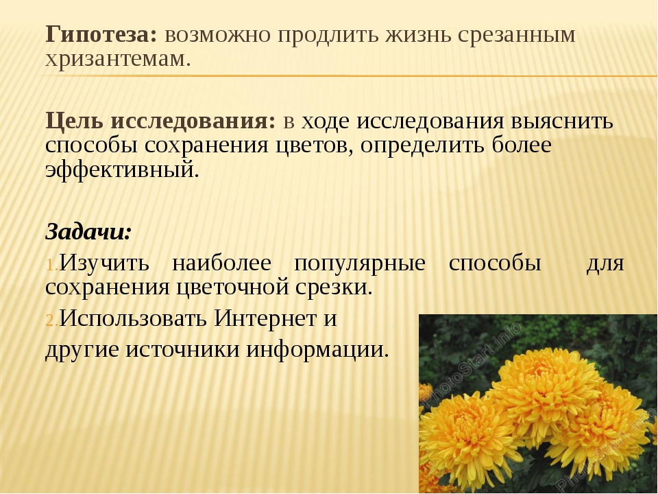 Как сохранить хризантемы. Методы сохранения цветов. Способы продление жизни срезанным цветам хризантемам. Поведенческие адаптация Хризантема. Цели и задачи проекта Хризантема.