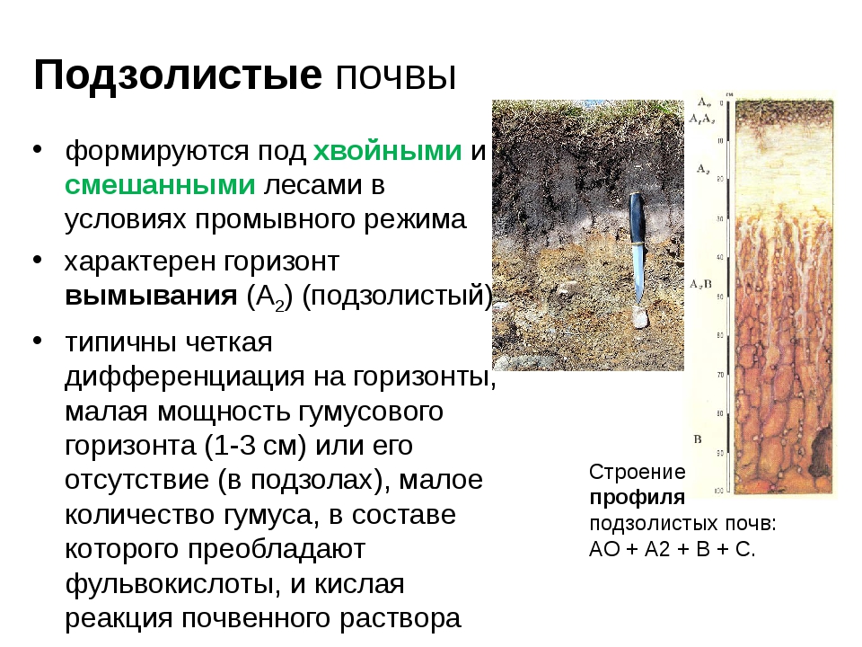 Какие почвы относятся к азональным типам подзолистые. Тип леса дерново подзолистой почвы. Характеристика почвы дерново подзолистые почвы. Горизонты дерново подзолистых почв в России. Гумусовый Горизонт подзолистых почв.