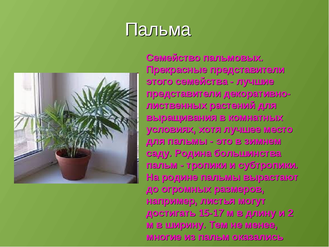 Домашние растения 2 класс. Родина комнатных растений. Комнатные растения описание. Доклад о комнатном растении. Комнатные растения и их Родина.