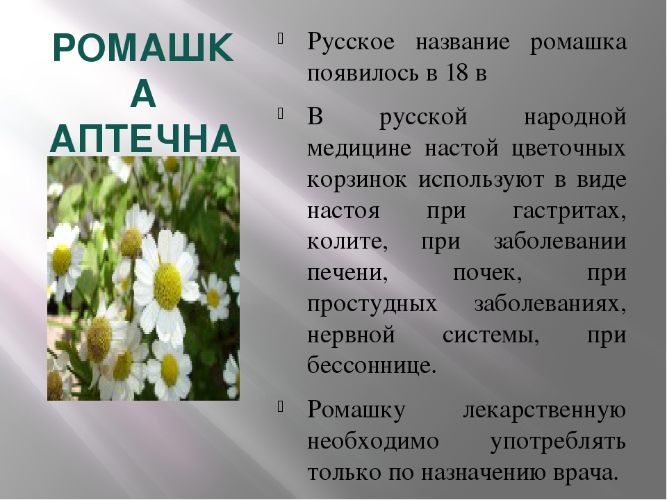 Ромашка вред. Полезное растение Ромашка. Ромашка лекарственная описание. Ромашка лечебная описание. Ромашка характеристика растения.