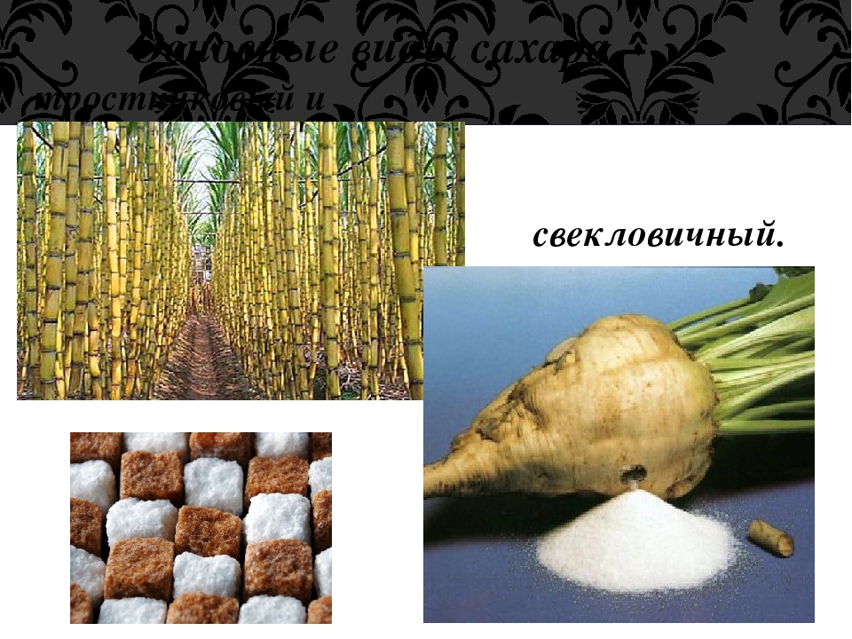 Из чего получают сахар. Свекловичный и тростниковый сахар. Сахарный тростник и сахарная свекла. Сахар из тростника. Сахарная свекла и тростник.