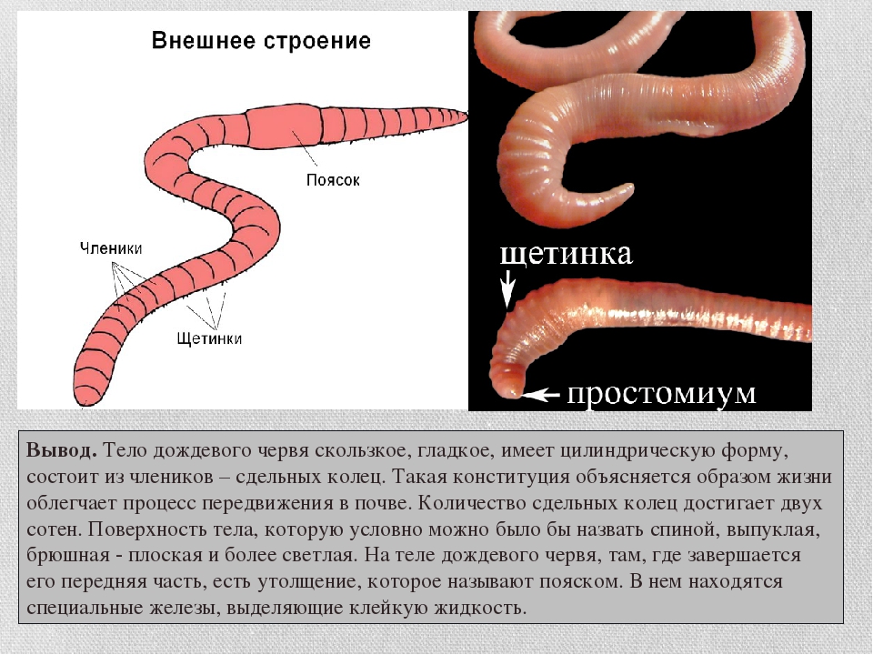 Сегмент дождевого червя. Внешнее строение червя. Сегментированность туловища дождевого червя. Внешнее строение дождевого червяка. Окраска тела дождевого червя.