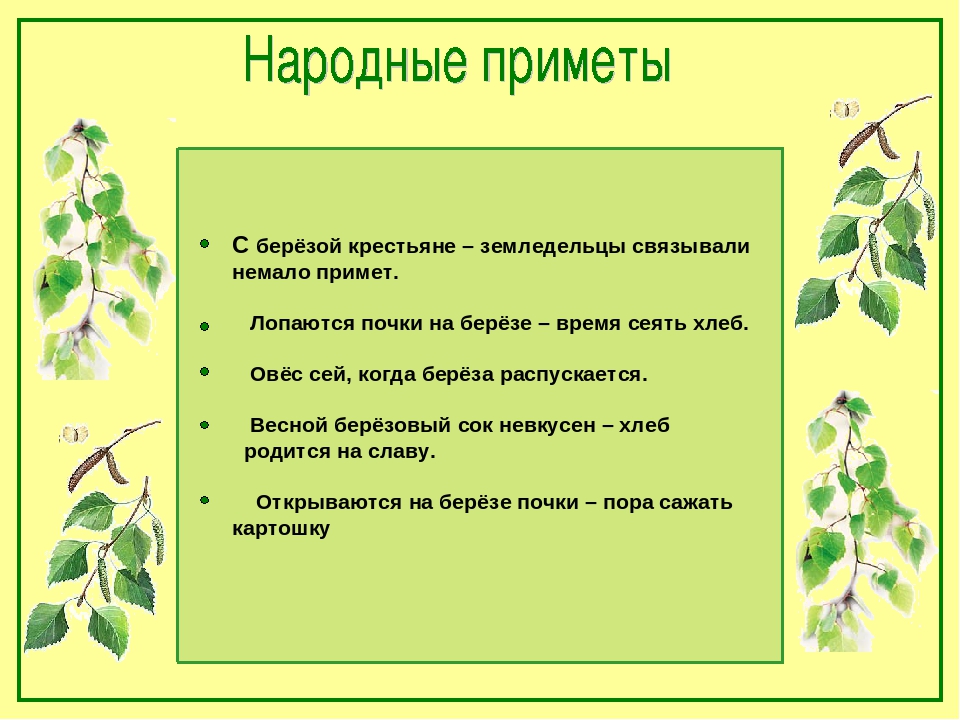 Приметы деревья. Почему берёза символ России. Народные приметы о Березе. Почему символ Росси береза. Интересные факты о Березе.