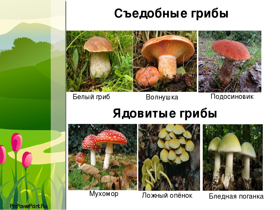 Какие есть грибы несъедобные. Грибы съедобные несъедобные и ядовитые. Съедобные грибы и несъедобные грибы. Грибы сдобые и не съедобные. Название грибов ядовитых и съедобных.