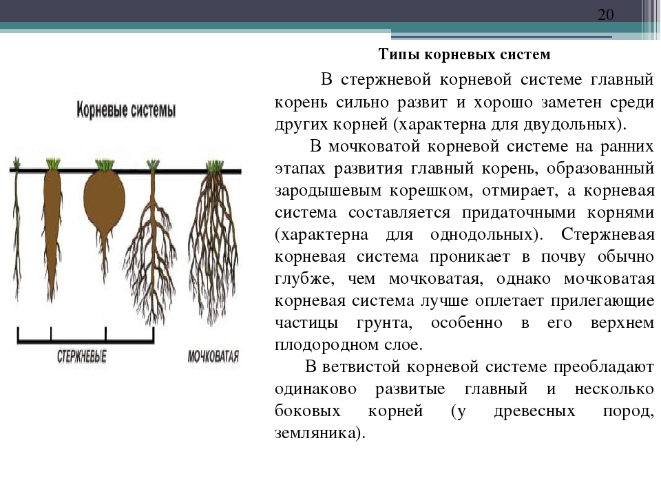 Какая корневая система. Типы корневых систем ветвистая. Разветвленная корневая система. Стержневая ветвящаяся корневая система. Формирование корневой системы.