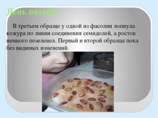 День пятый: В третьем образце у одной из фасолин лопнула кожура по линии соед