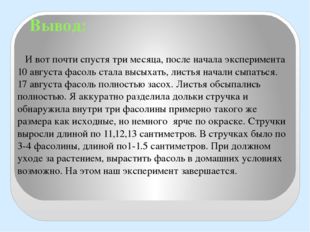 И вот почти спустя три месяца, после начала эксперимента 10 августа фасоль с