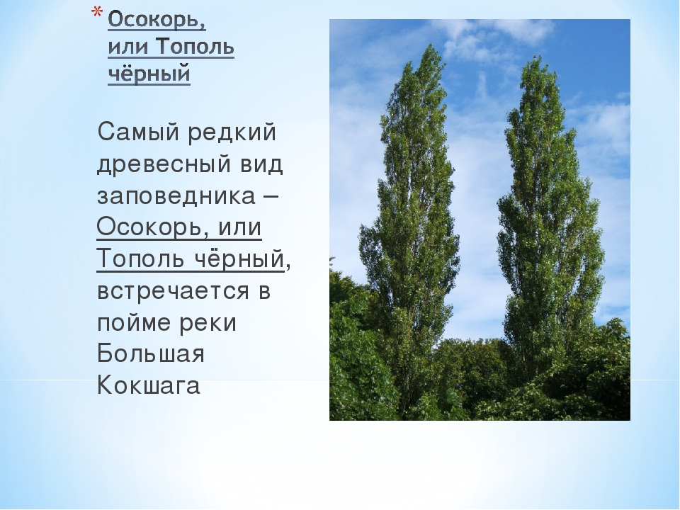 Род тополь виды. Тополь черный осокорь. Черный Тополь дерево. Тополь черный или осокорь. Тополь осокорь описание.