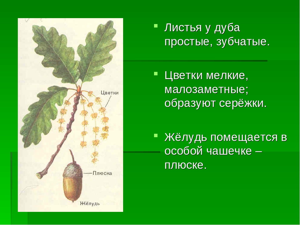 Листья род. Строение дуба черешчатого. Желудь дуба черешчатого строение. Описание листа дуба. Описание листьев дуба.