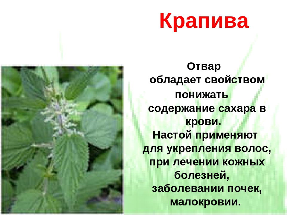 Здоровье польза крапивы. Характеристика крапивы. Крапива лечебное растение. Чем полезна крапива. Крапива полезное растение.