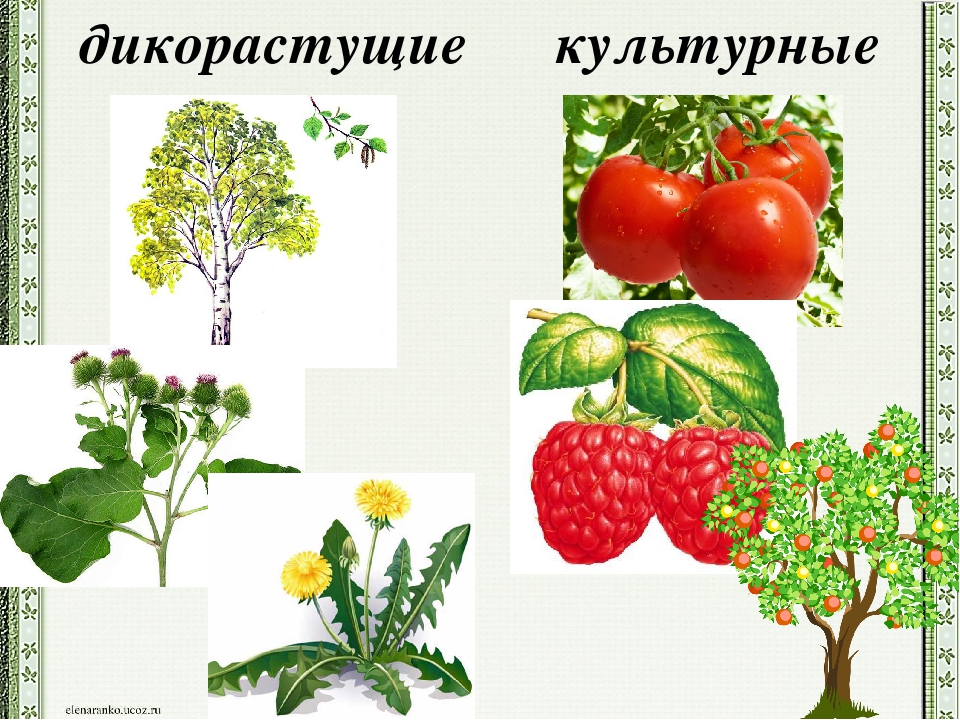 Дикорастущие растения 2 класс окружающий мир