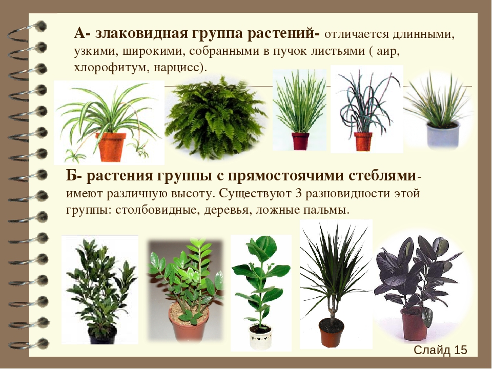 Объяснить название растения. Название домашних растений. Комнатные цветы с названиями. Комнатные растения названия. Название комнатных цветов.