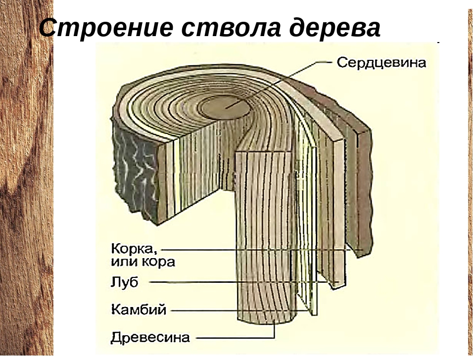 Как называется слой древесины. Строение ствола дерева камбий. Строение ствола заболонь. Поперечное сечение ствола дерева. Схема строения ствола дерева поперечный срез.