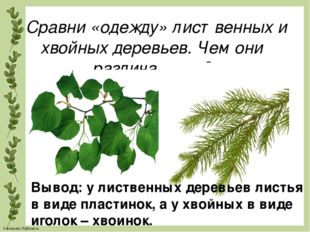 Сравни «одежду» лиственных и хвойных деревьев. Чем они различаются? Вывод: у