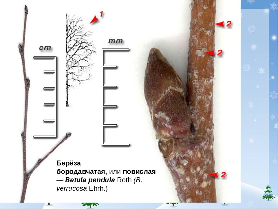 Береза повислая строение. Береза повислая побег. Береза повислая побеги зимой. Береза бородавчатая побег. Берёза повислая побег с почками.
