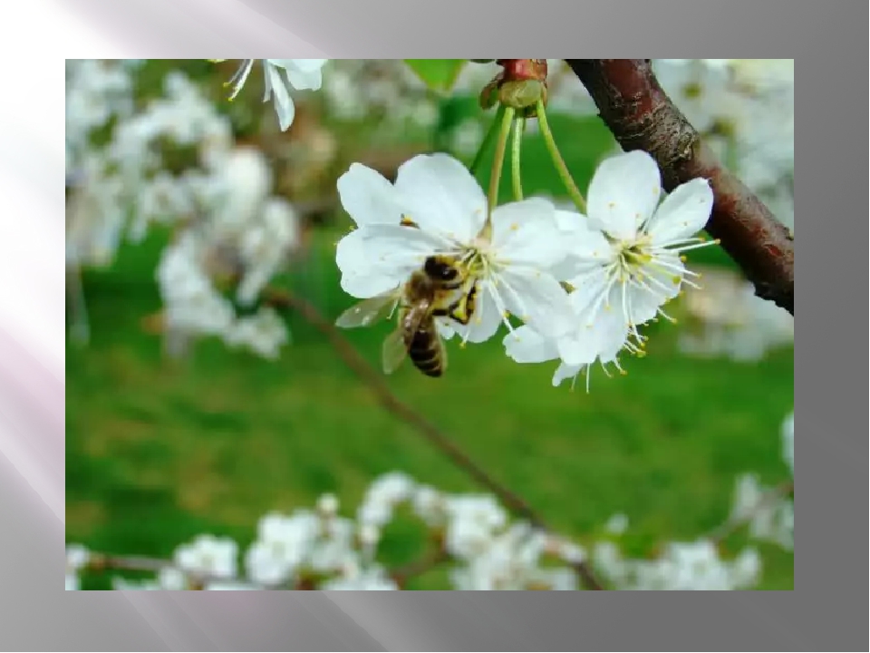 Какие отношения складываются между вишней и пчелой. Пчела на цветущей вишне. Цветущая вишня с пчелой. Вишня не плодоносит. Пчела на цветке вишни.
