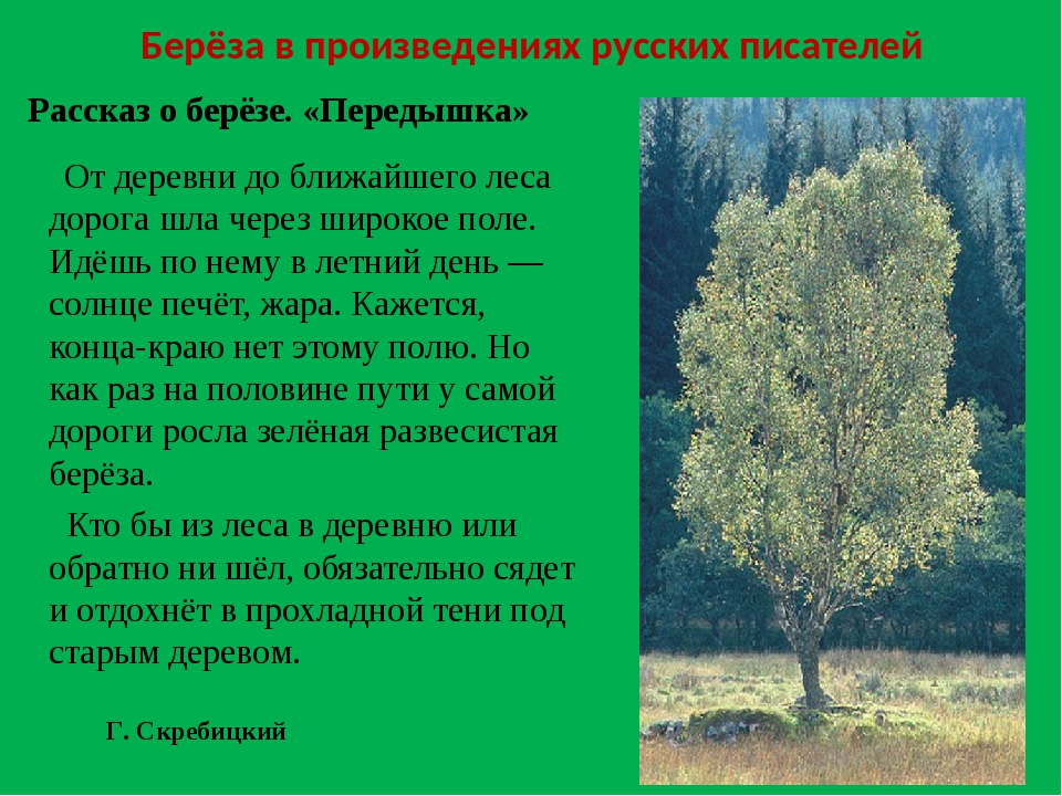 Береза автор. Рассказ о Березе. Произведения про березу. Сказка о Березе. Коротко о Березе для детей.