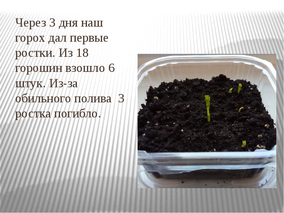 Спустя сколько дней. Выращивание гороха лабораторная работа. Проектная работа выращивание гороха. Поэтапное выращивание гороха. Проект тема посадка гороха.