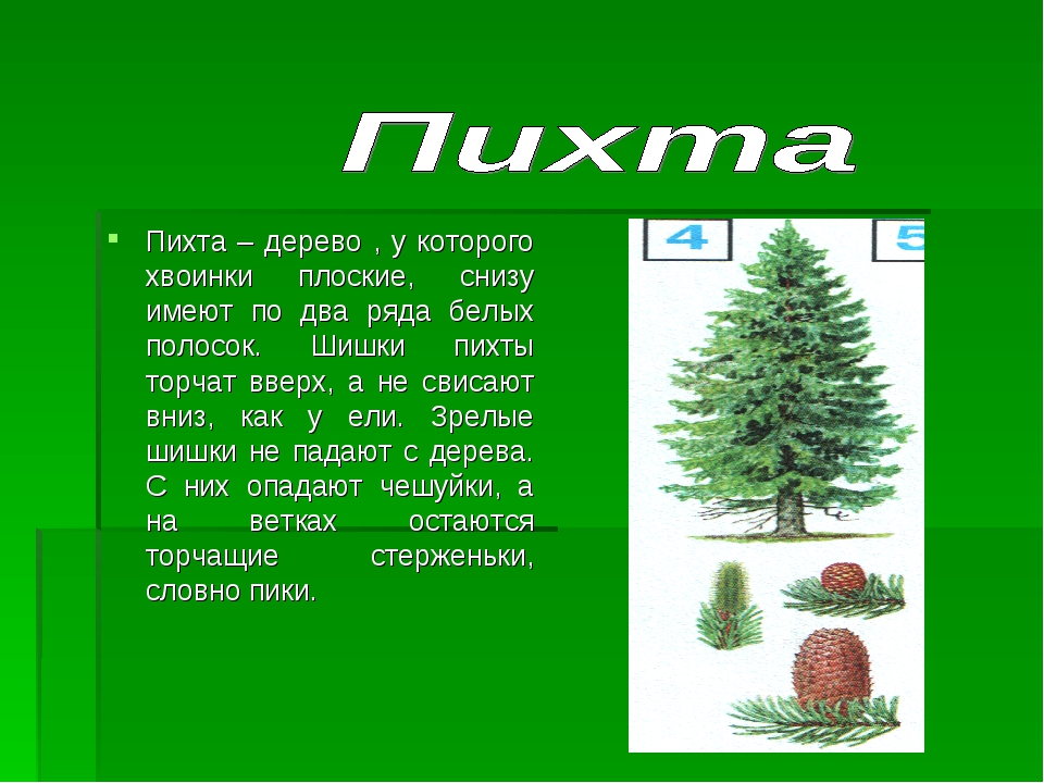 Какие особенности у ели. Пихта описание. Пихта доклад. Пихта описание дерева. Сообщение о пихте.