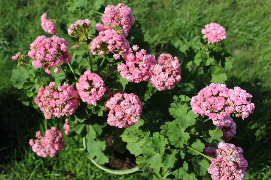 Пеларгония australian pink. Пеларгония австралиан Пинк. Пеларгония Pink Rosebud. Australian Pink Rosebud пеларгония. Герань Swanland Pink.