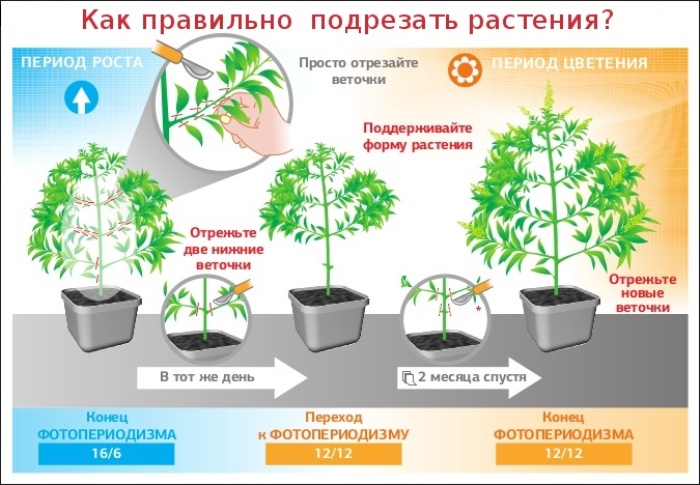 Тренировка растений - метод подрезки