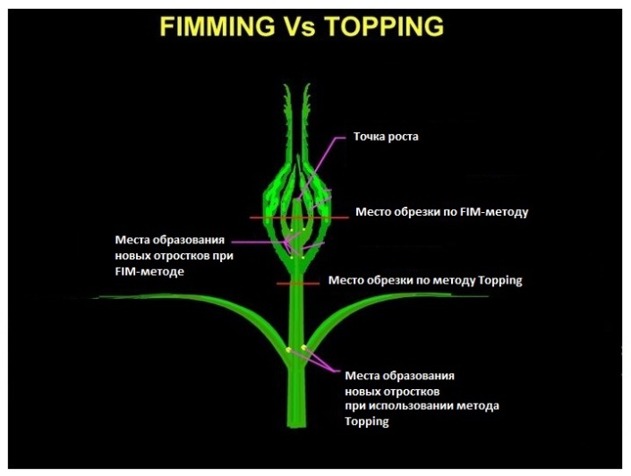 Методы подрезания растений - topping и FIM подрезка