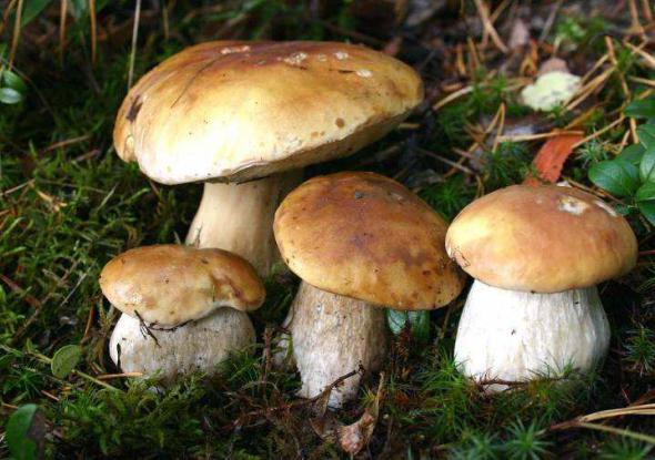 Как вырастить лесные грибы на участке?