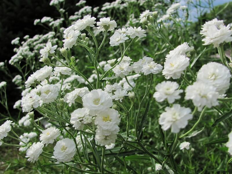 Выбираем белые цветы для создания монохромного сада: подборка лучших сортов