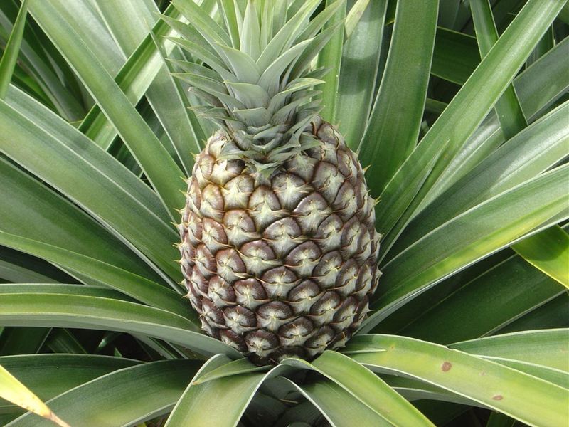 ananas-kakie-byvayut-i-kak-vyrastit-doma-iz-hoholka