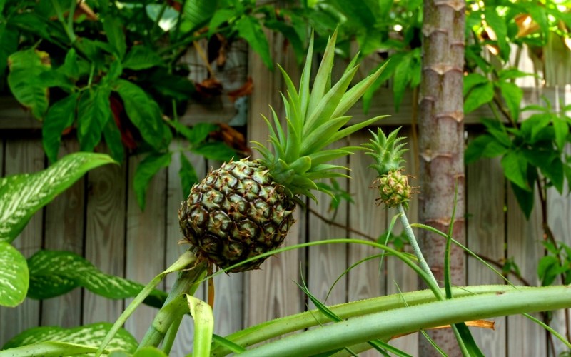 ananas-kakie-byvayut-i-kak-vyrastit-doma-iz-hoholka