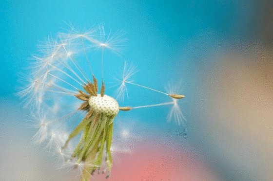 15 Волшебно красивые фотографии Одуванчик