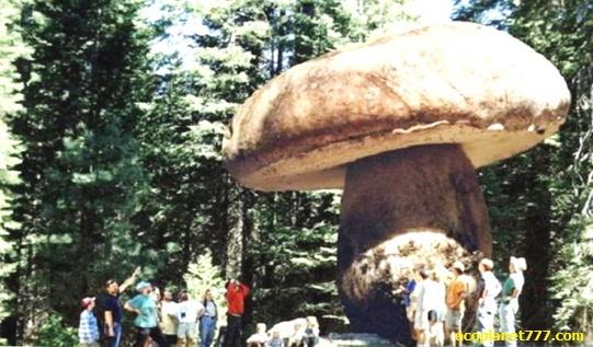 Самый огромный гриб в мире