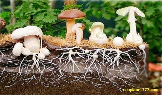 Тело грибов – это мицелий