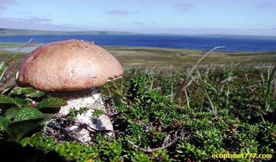 Высота грибов в тундре