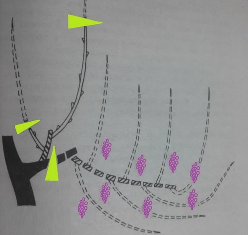как правильно обрезать виноград на зиму